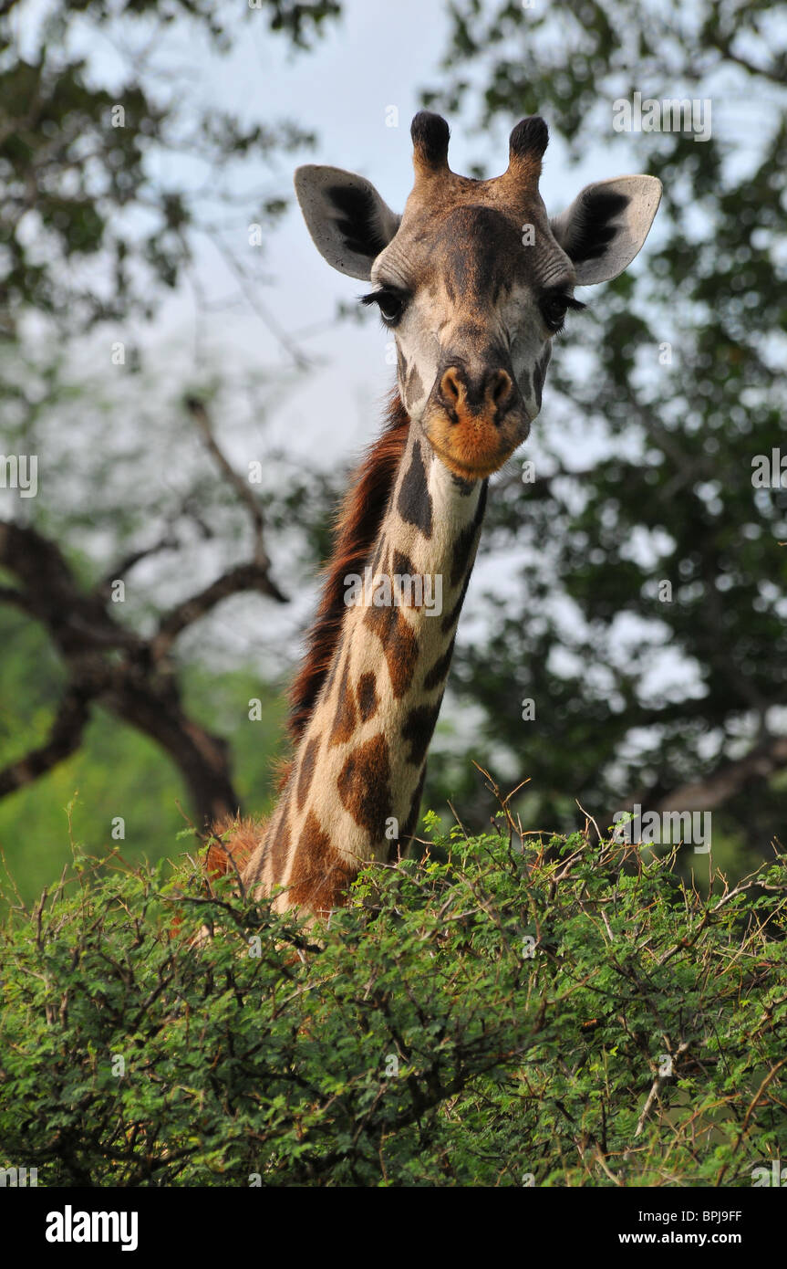 Giraffe head over bushes, Selous Stock Photo