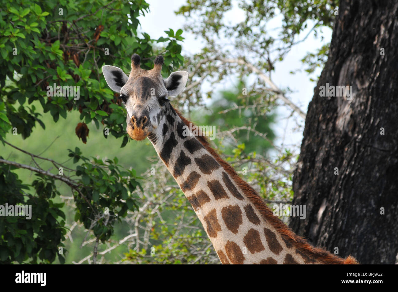 Giraffe head, Selous Stock Photo