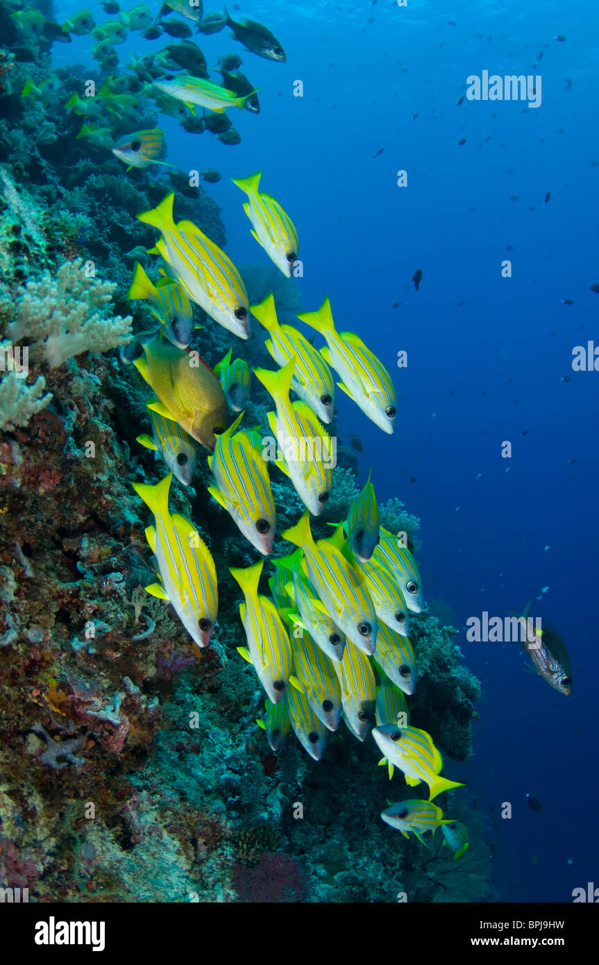 School of Bluestripe Snapper, Lutjanus Kasmira, Tubbataha, Philippines. Stock Photo