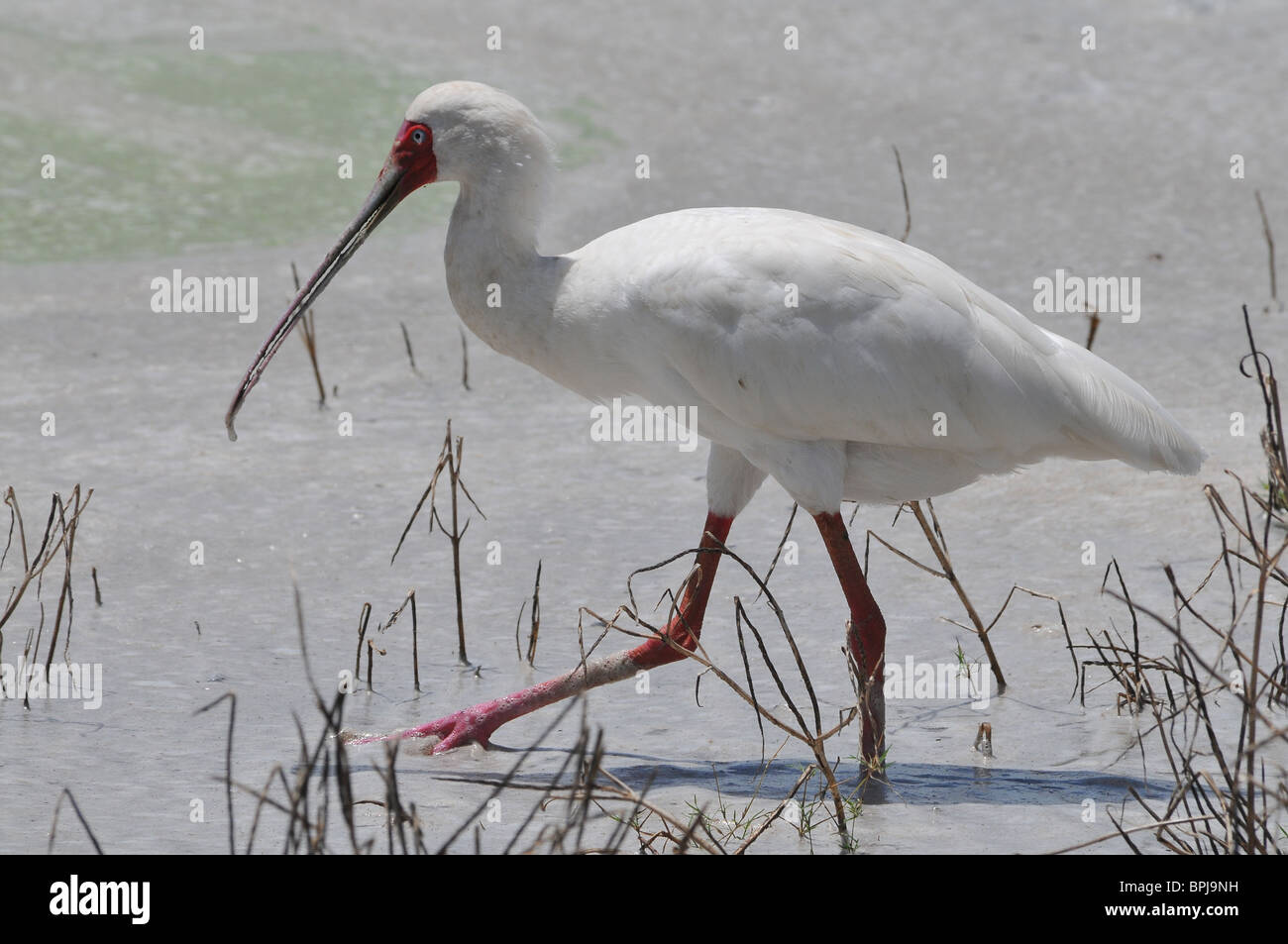 Single african spoonbill bird hi-res stock photography and images - Alamy