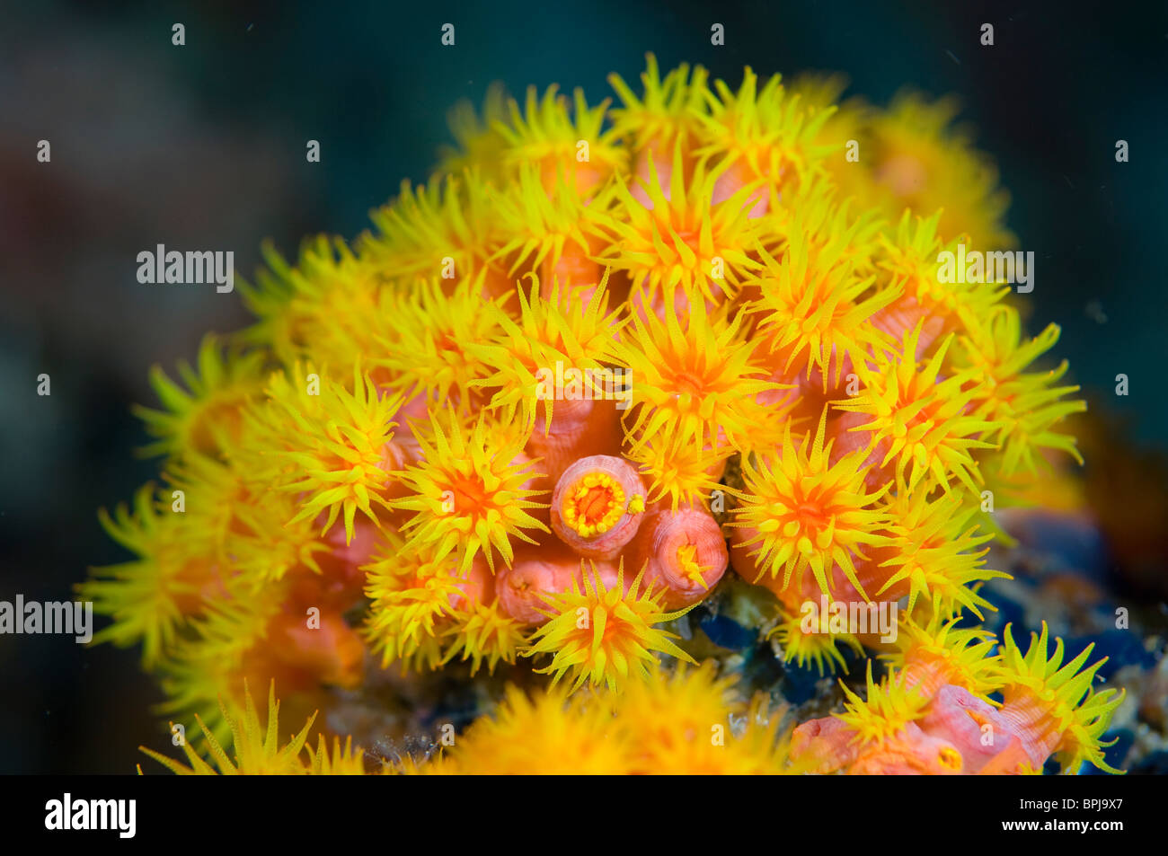 Orange Sun Coral, Tubastraea faulkneri, Delanganem Islands, Tubbataha, Philippines. Stock Photo