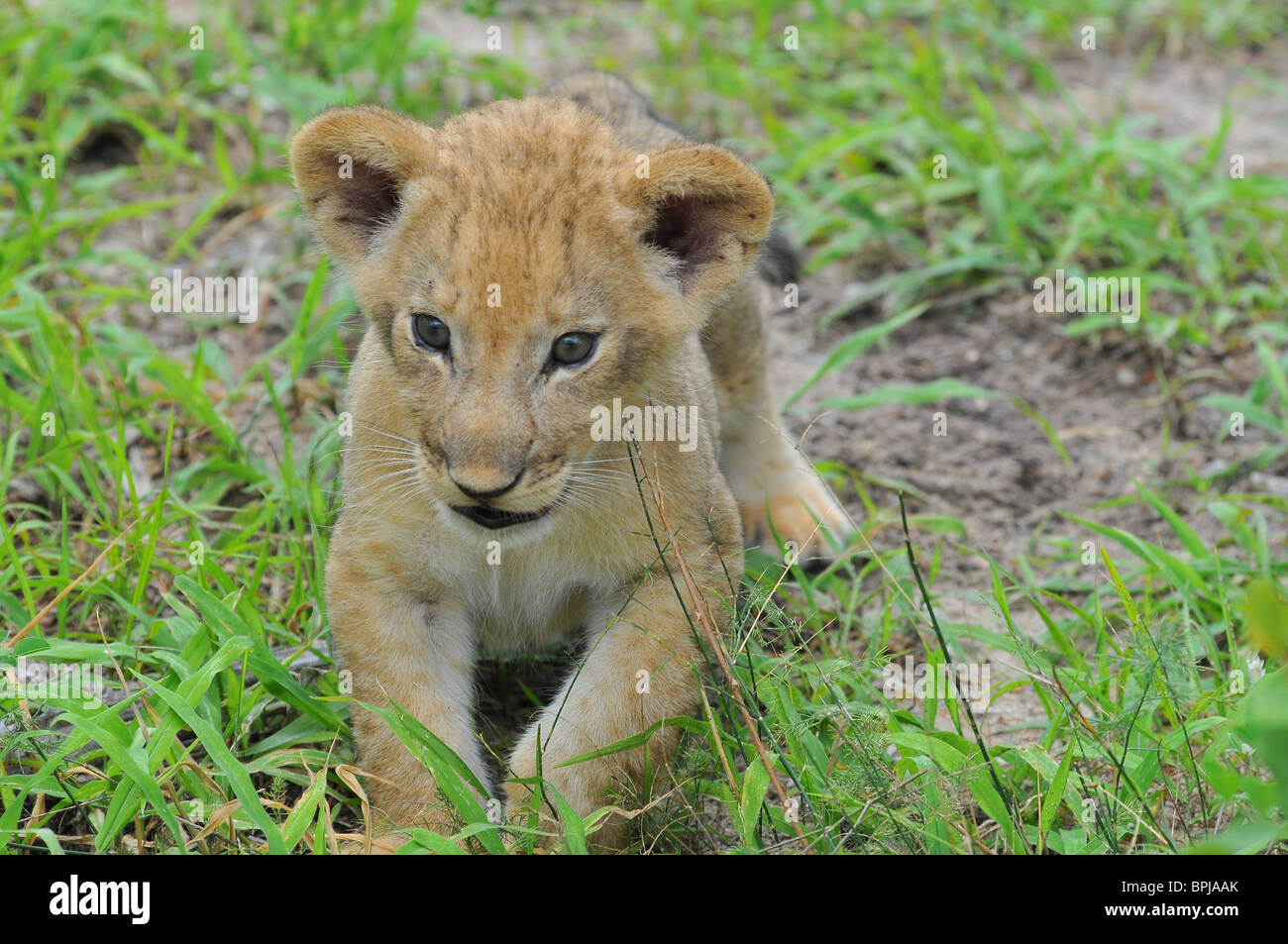 Lion cub, Selous Stock Photo