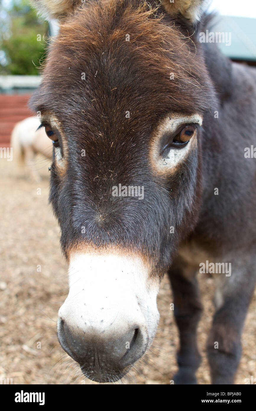 Portrait of a pet Donkey (Equus africanus asinus) in Sussex, UK Stock