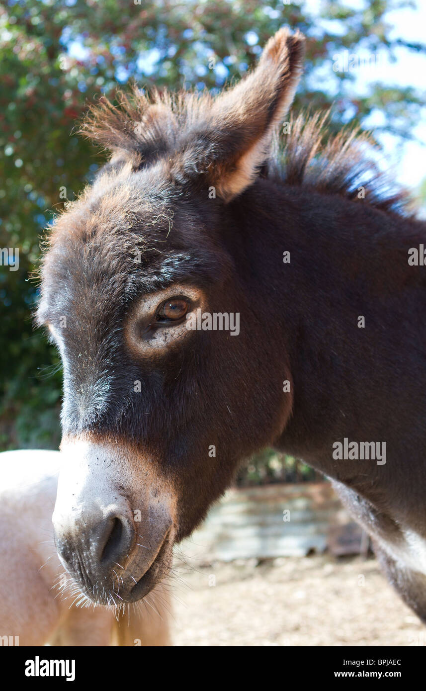 Equus africanus asinus hires stock photography and images Alamy