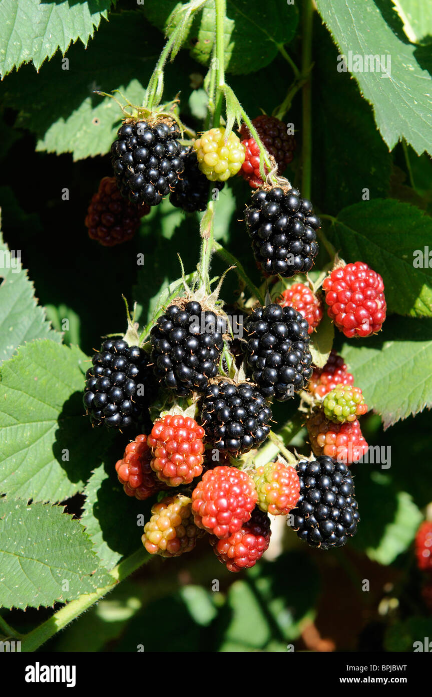 Cultivated blackberry bush hires stock photography and images Alamy