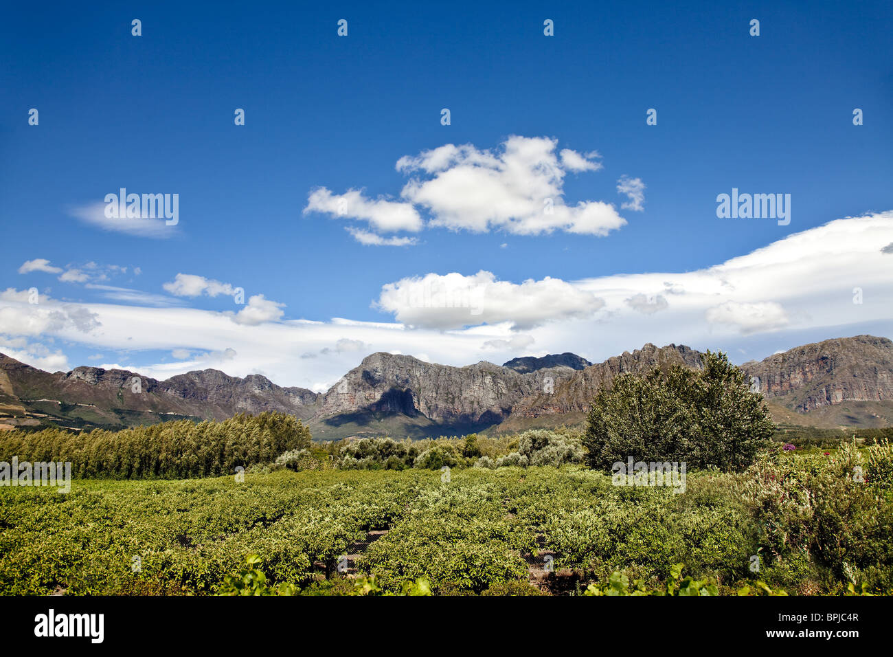 Wineyard at Palmiet Valley Winery, Paarl, Cape Town, Western Cape ...