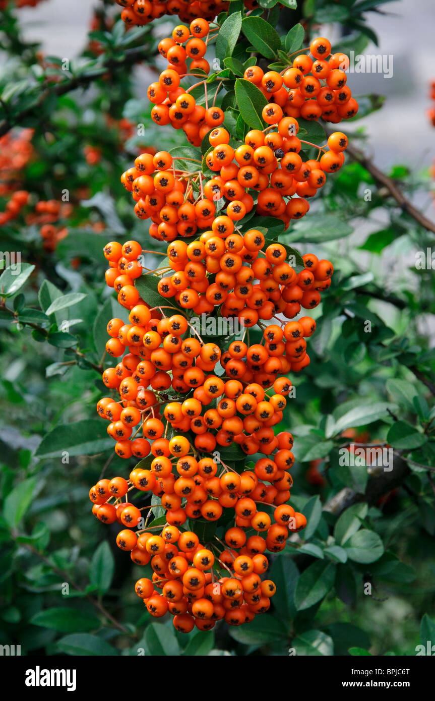 Rowan berry vertical close up Stock Photo - Alamy