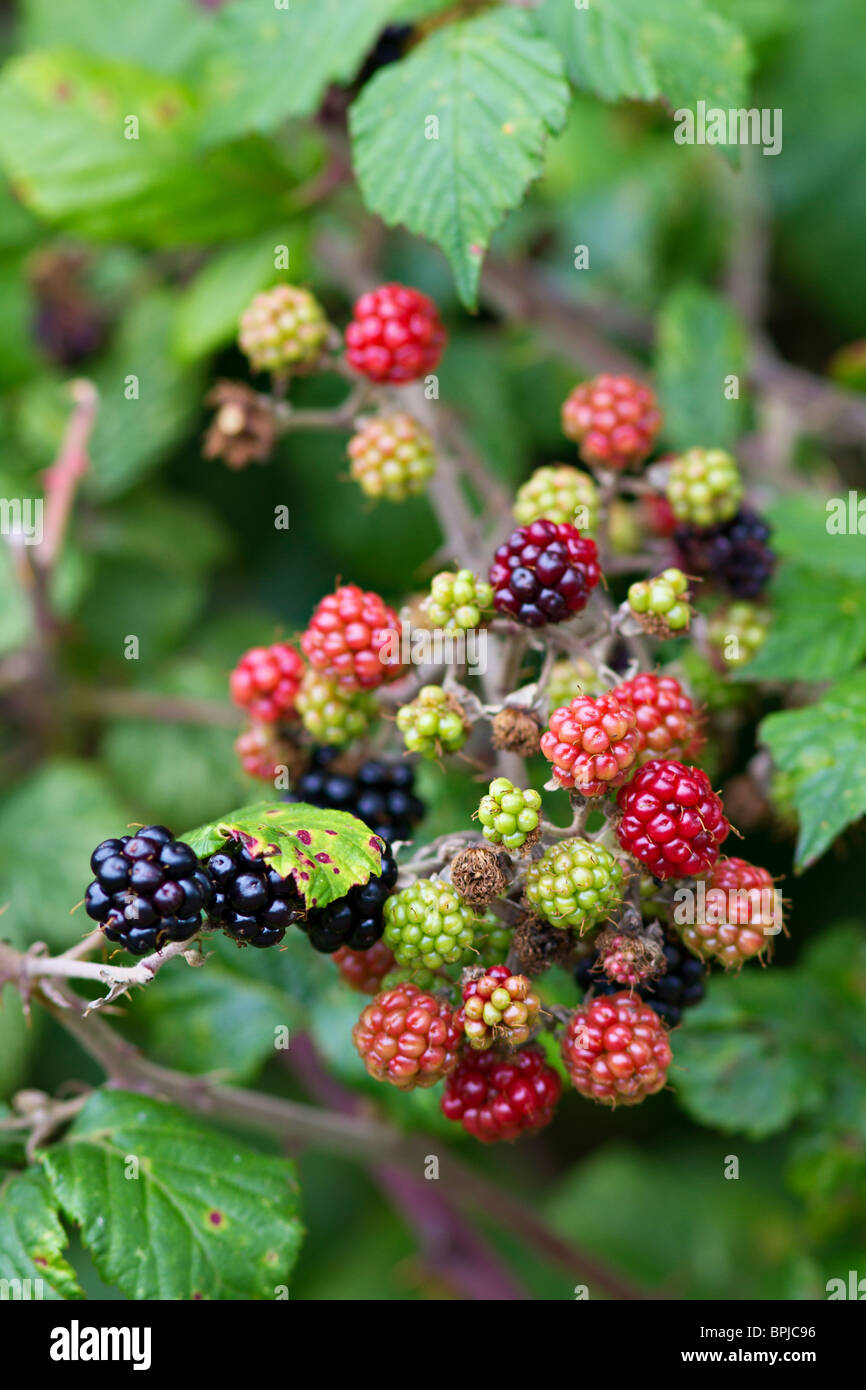 Wild Blackberries ripening. Late August Stock Photo Alamy