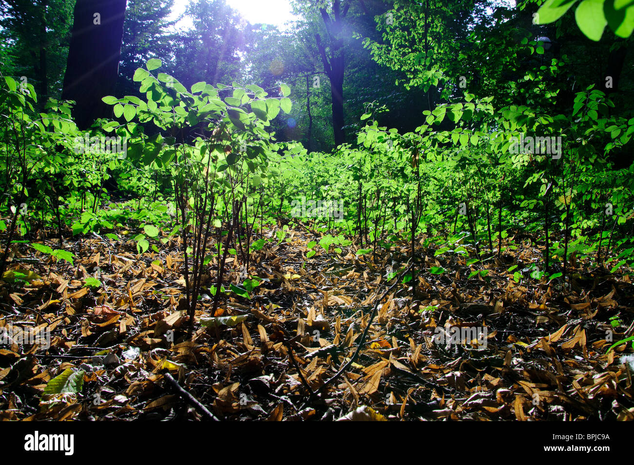 Sunlight in the forest Stock Photo