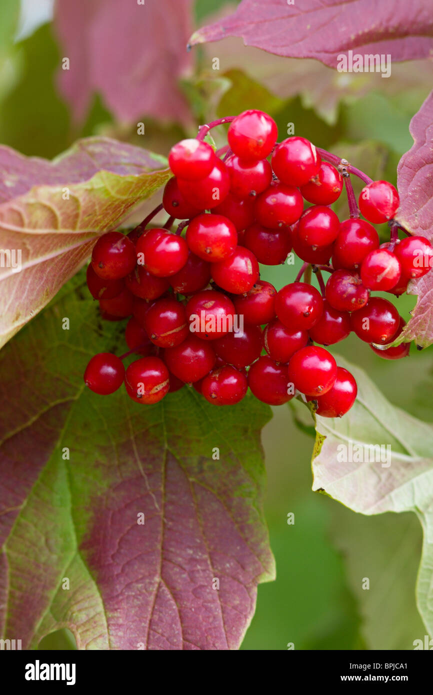 Red berries of the Guelder Rose (Viburnum opulus) - late August in Sussex, UK Stock Photo