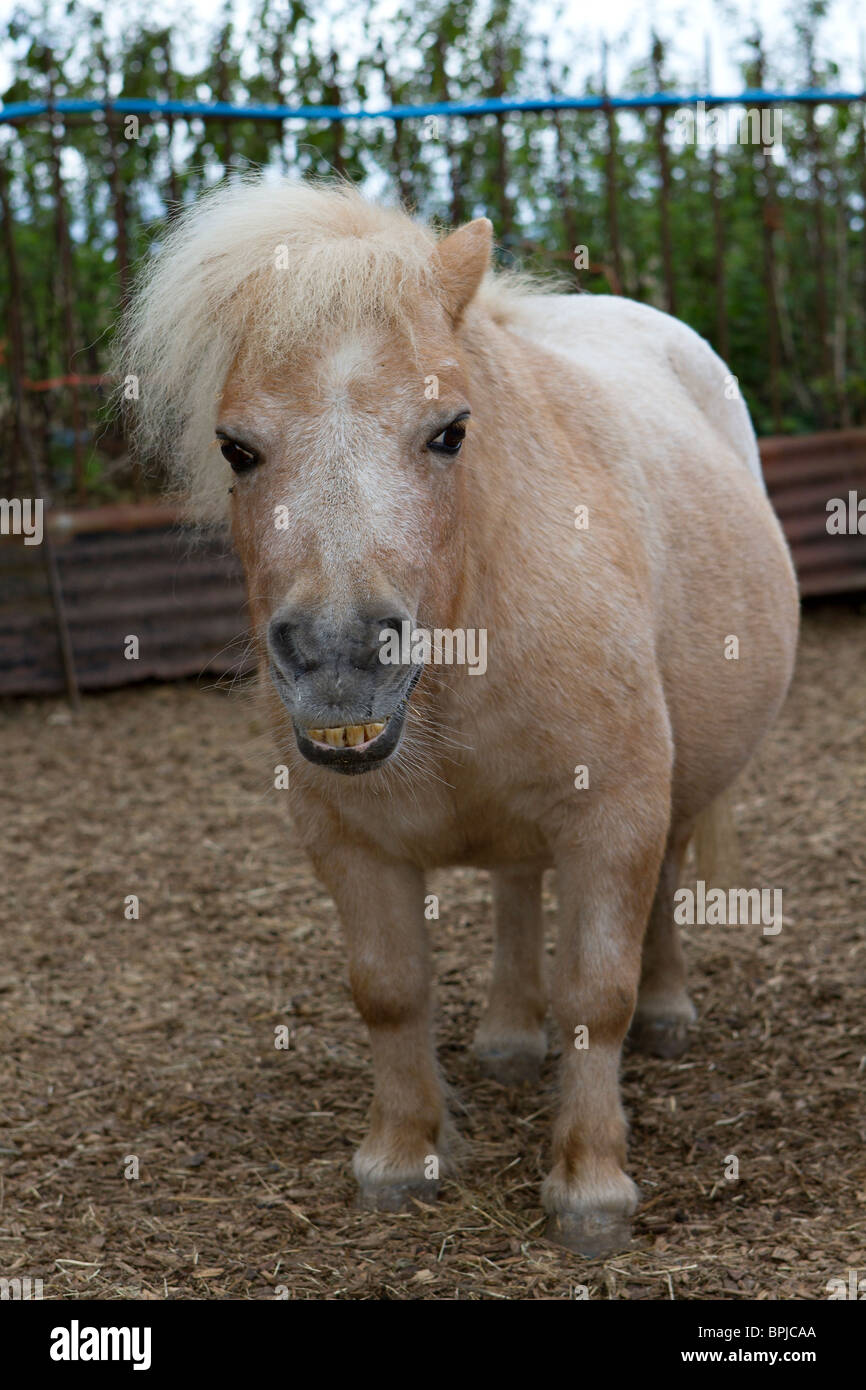 Portrait of a cute pet Miniature Shetland Pony in stable yard in Sussex, UK Stock Photo