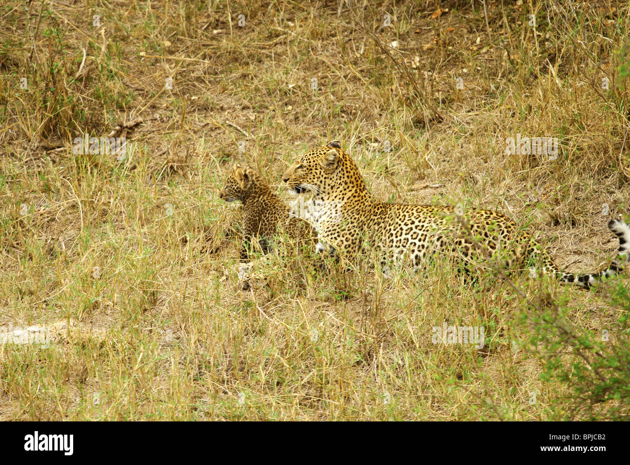 Leopard mother & Cub Stock Photo - Alamy