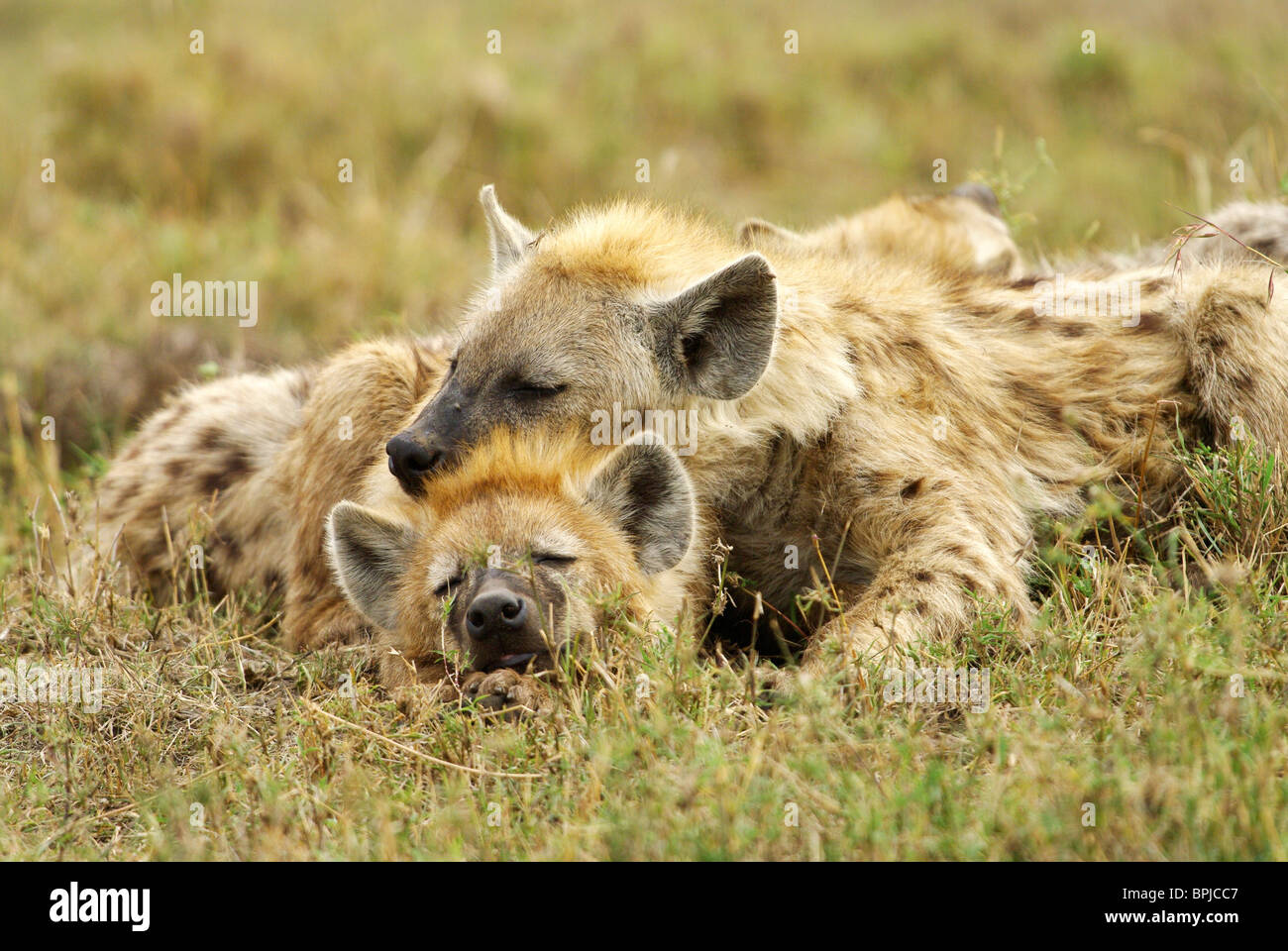 Carnivore family love mammal spotted hyena hi-res stock photography and