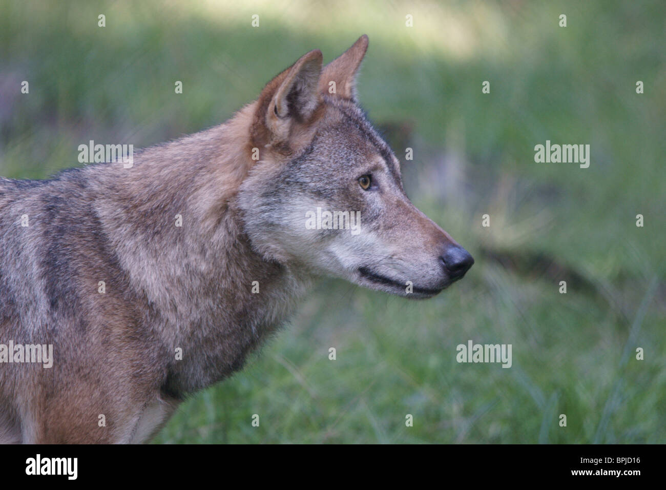 European Grey Wolf (Canis lupus Stock Photo - Alamy