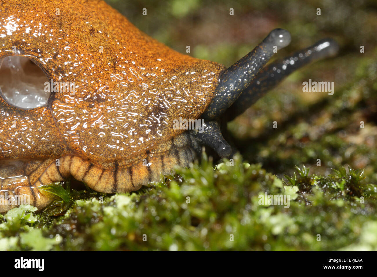 Arion vulgaris or Arion lusitanicus, the Spanish slug. The breathing hole is easy to see. Stock Photo