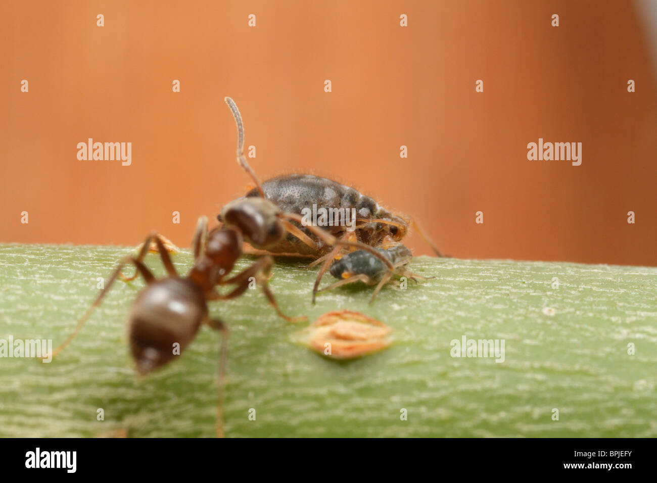 Pterocomma salicis (Black Willow Aphid), tended to by Black Garden Ants (Lasius niger) Stock Photo