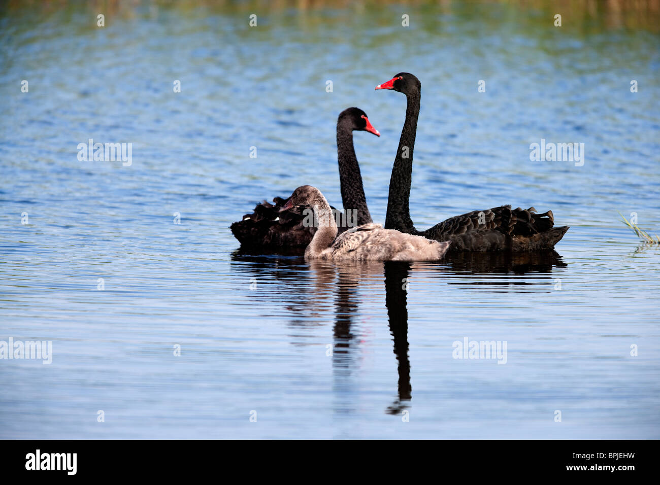 Black swans Stock Photo