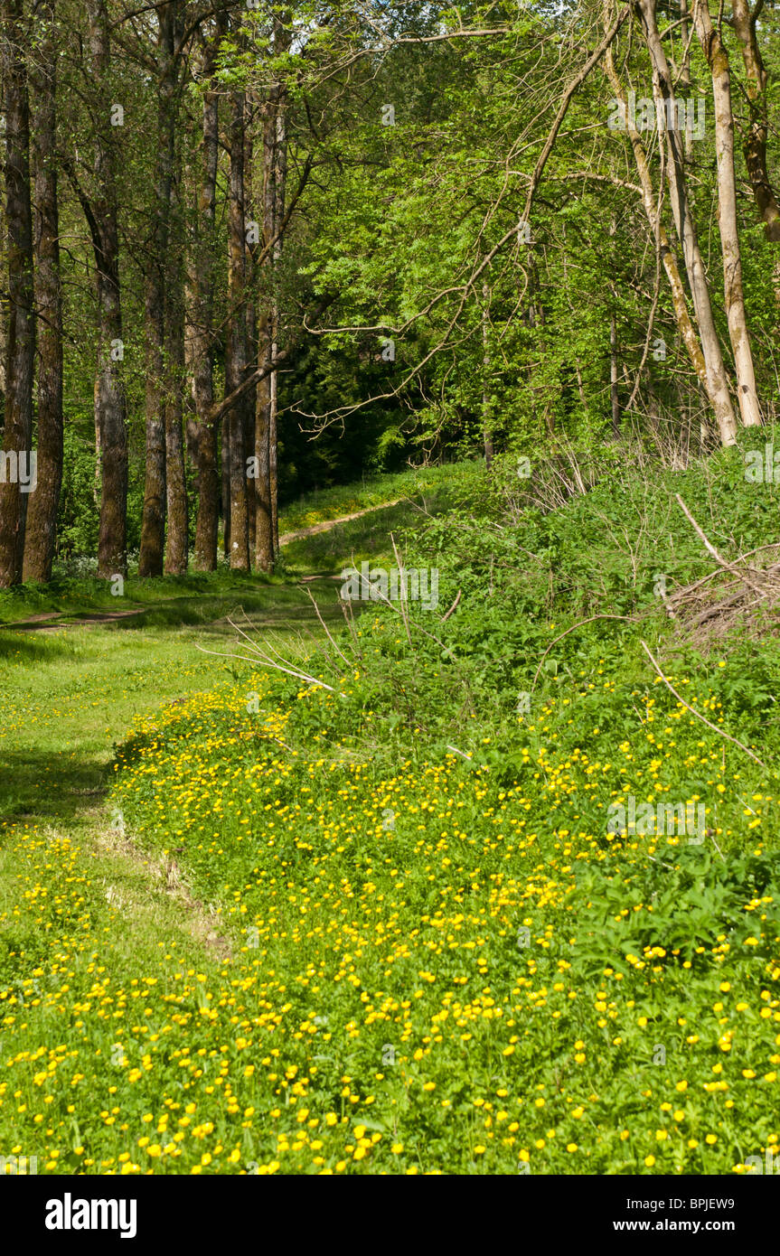 Cotsowld Spring Cotswold spring flowers hi-res stock photography and images - Alamy