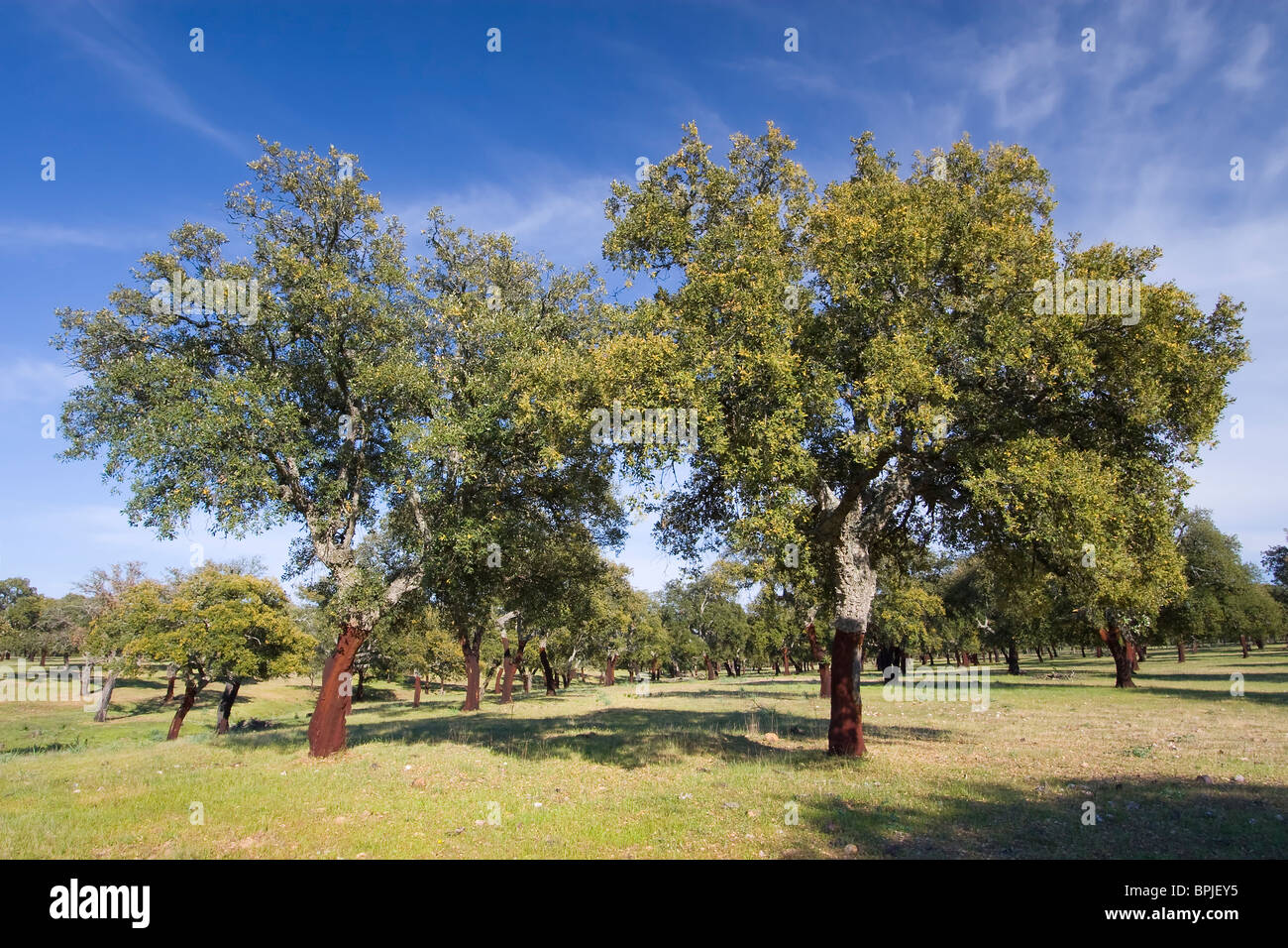 Cork trees extremadura spain hires stock photography and images Alamy