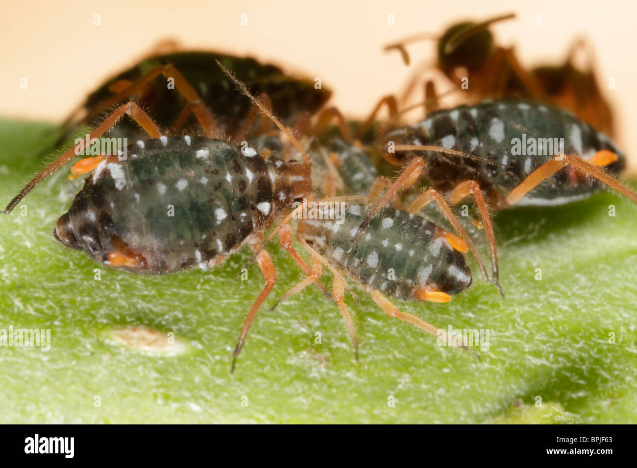 Pterocomma salicis (Black Willow Aphid), tended to by Black Garden Ants (Lasius niger) Stock Photo