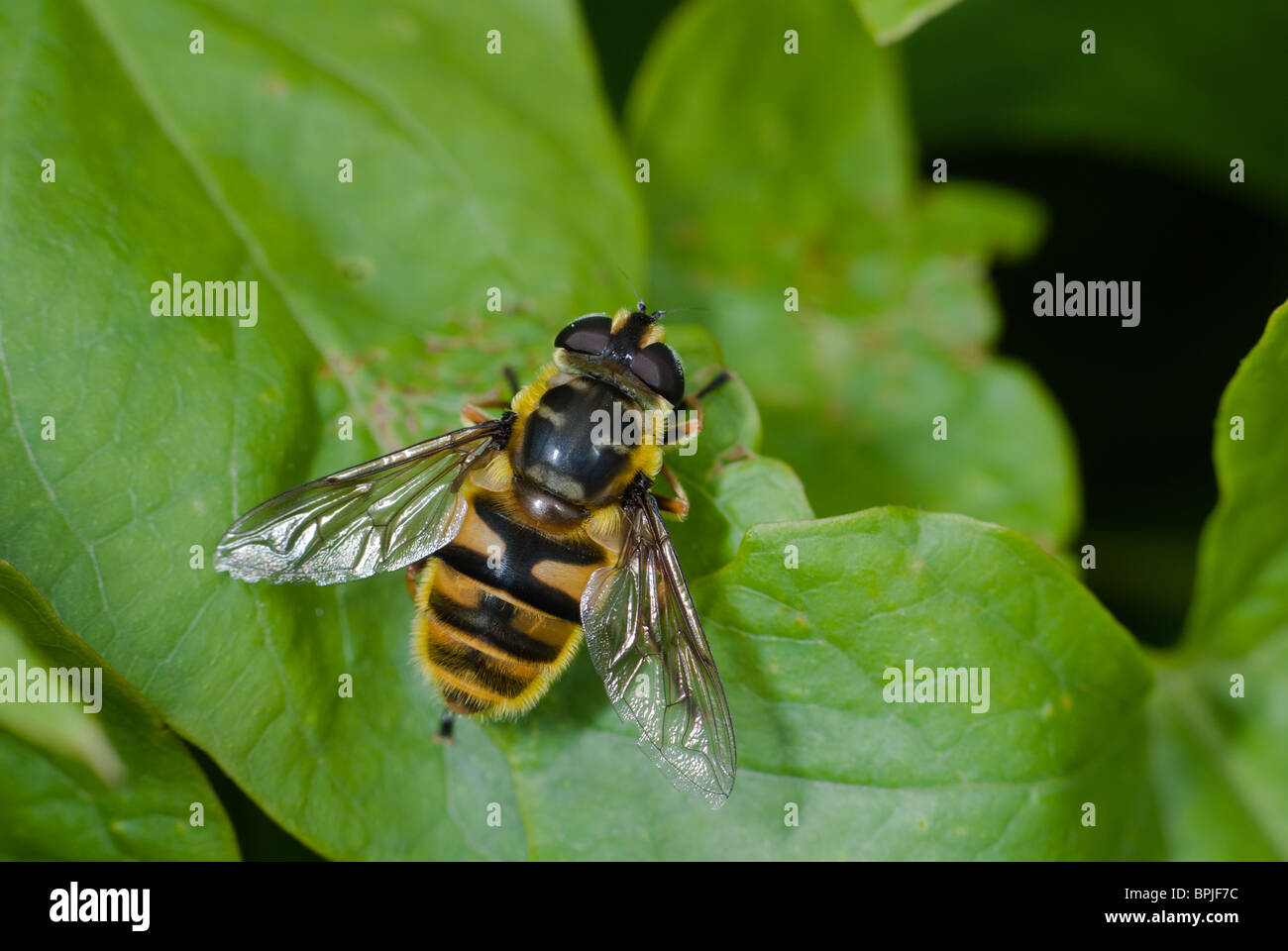Hoverfly (Myathropa florea) Bee/wasp mimic Stock Photo
