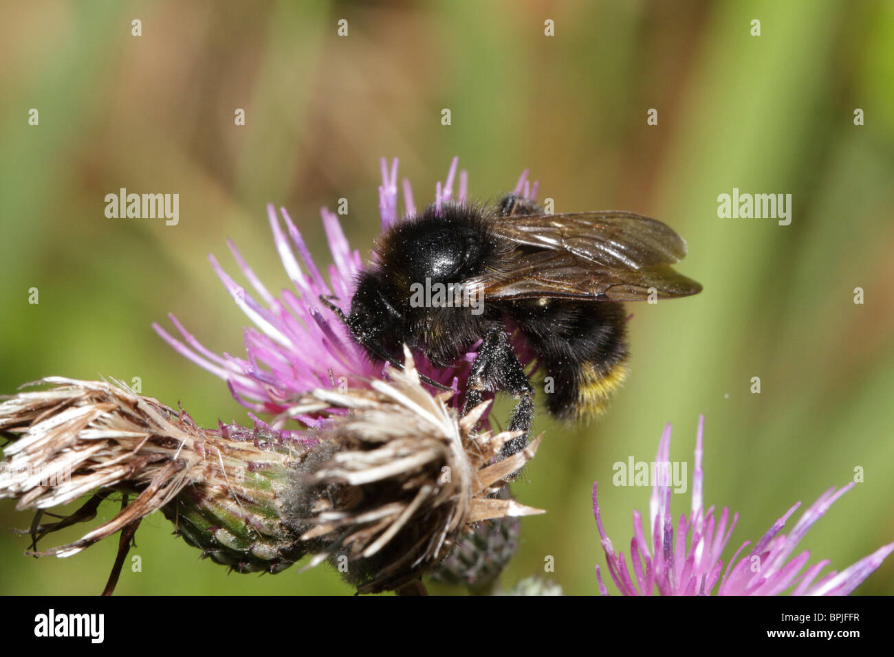 A bumblebee on a thistle. Probably Bombus lapidarius, the red tailed bumblebee Stock Photo