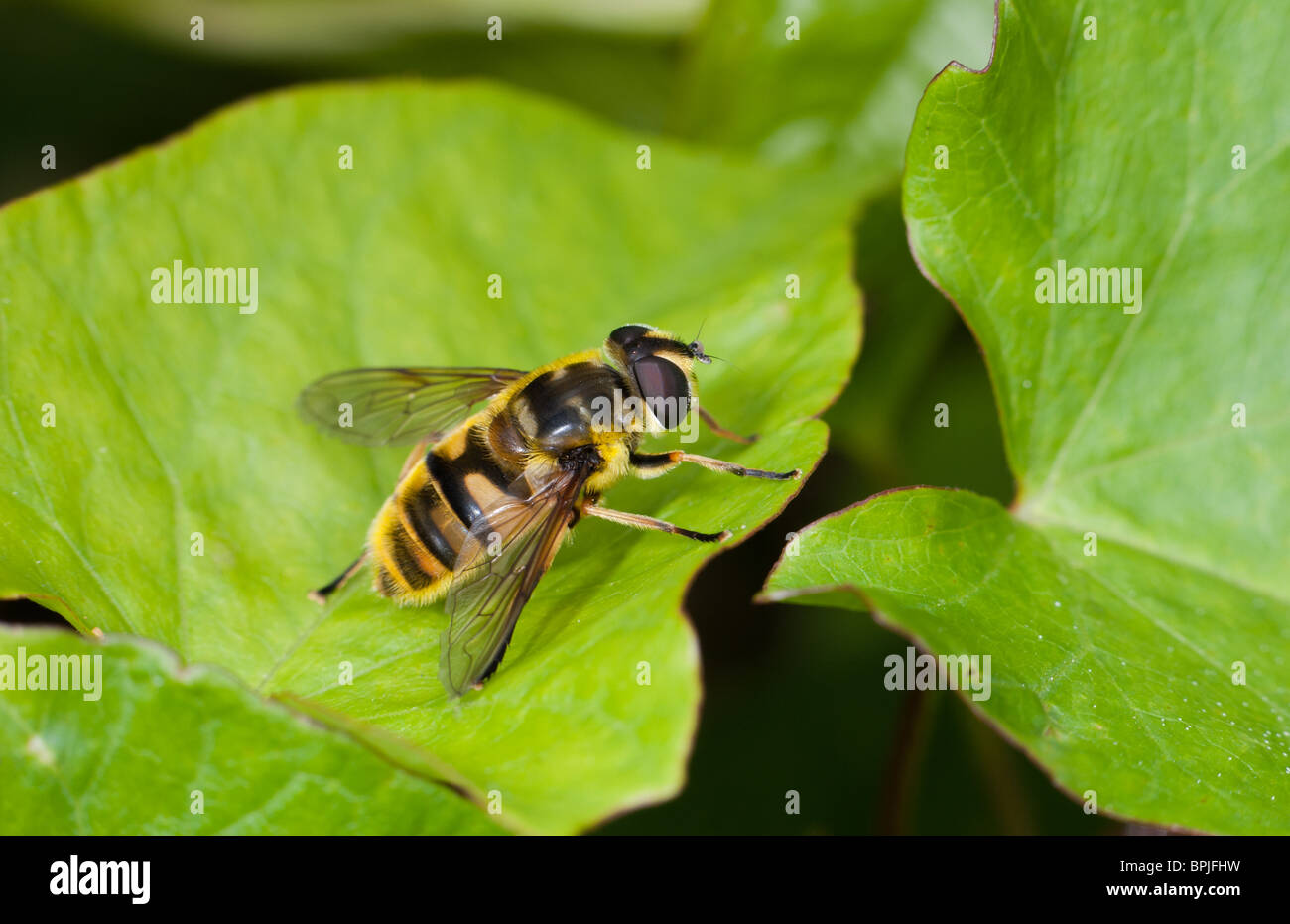 Hoverfly (Myathropa florea) Bee/Wasp mimic Stock Photo