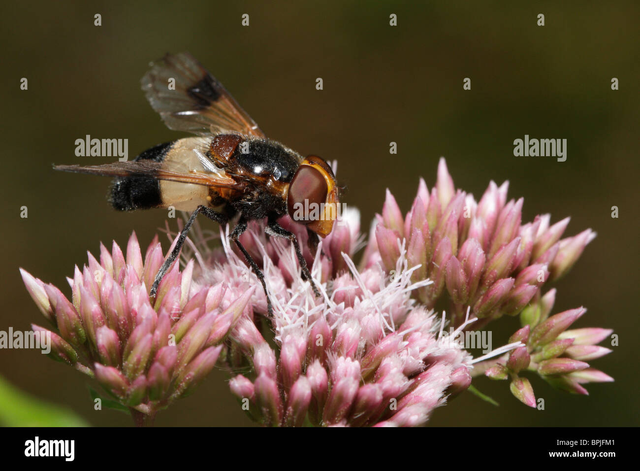 Volucella pellucens, a hoverfly Stock Photo