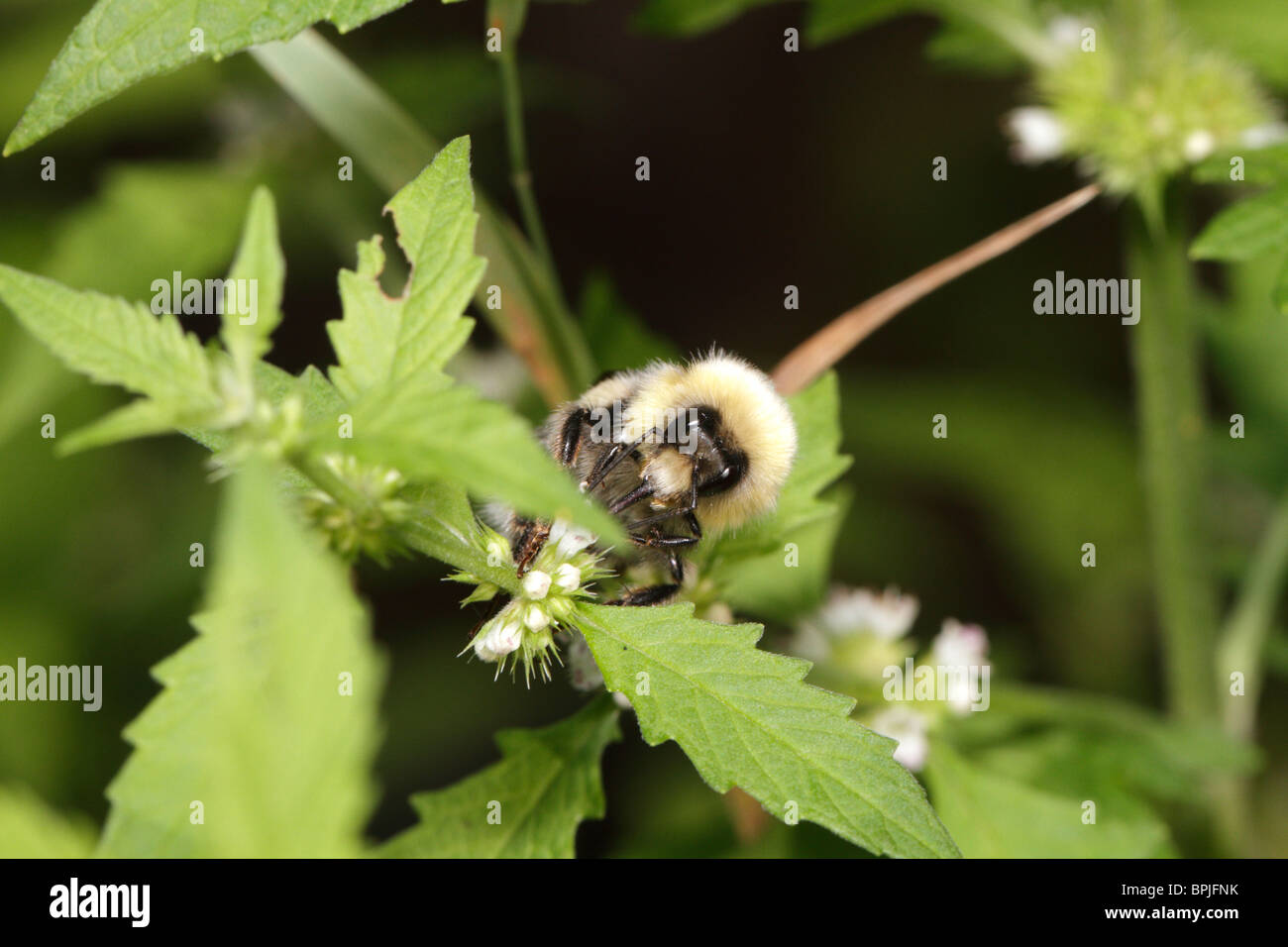 Bombus sylvarum, the shrill carder-bee or knapweed carder-bee Stock Photo