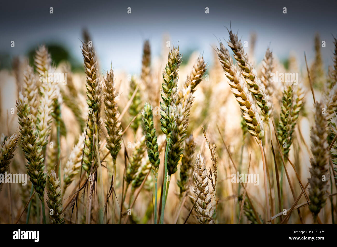 Ears of wheat at the anthesis stage of development Stock Photo