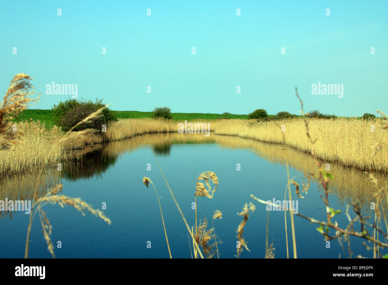 A cool pool surrounded by  golden Norfolk reeds of a quiet marshy backwater near Snettisham, Stock Photo