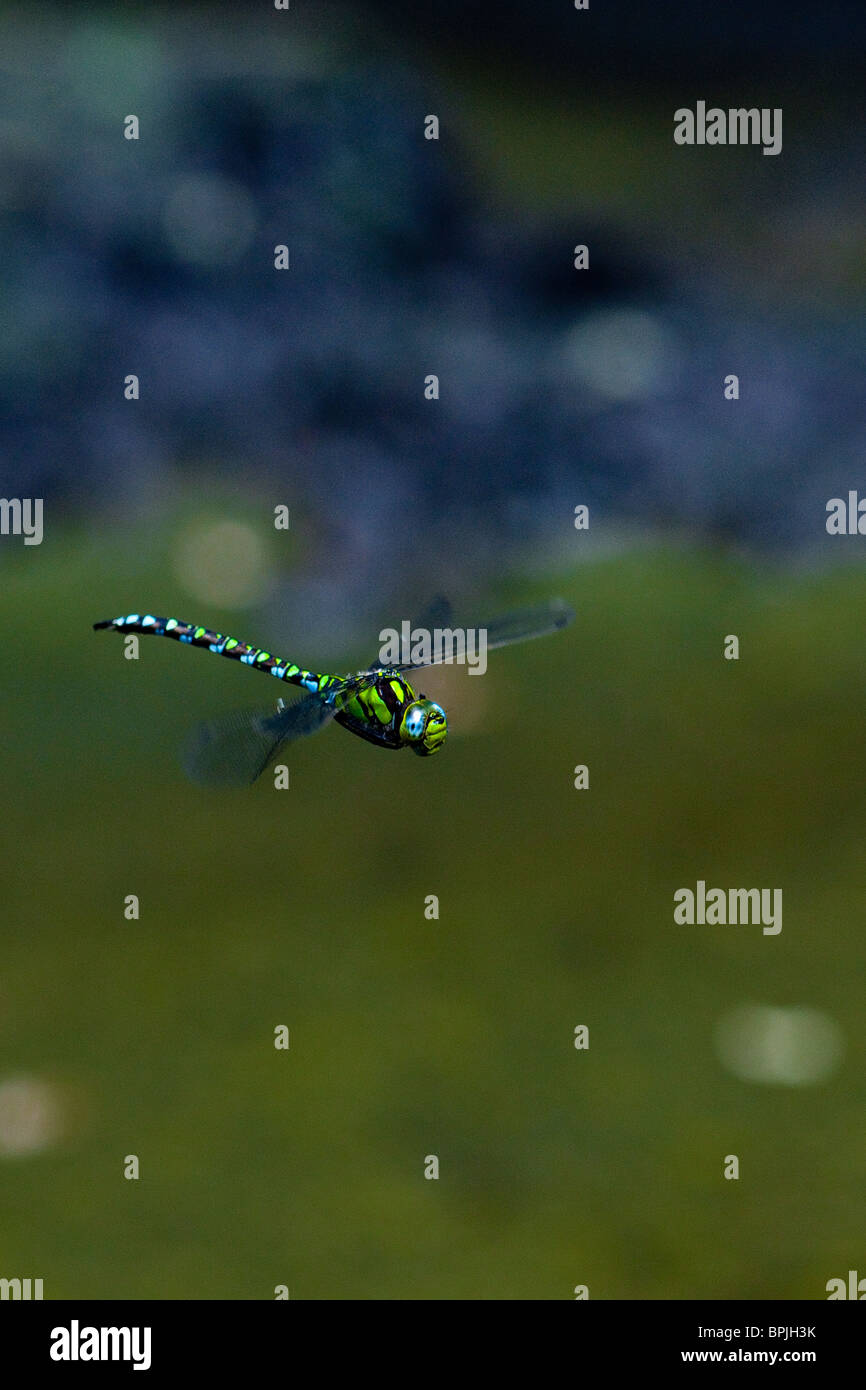 A male Southern Hawker dragonfly in flight over a pond in Oxfordshire Stock Photo