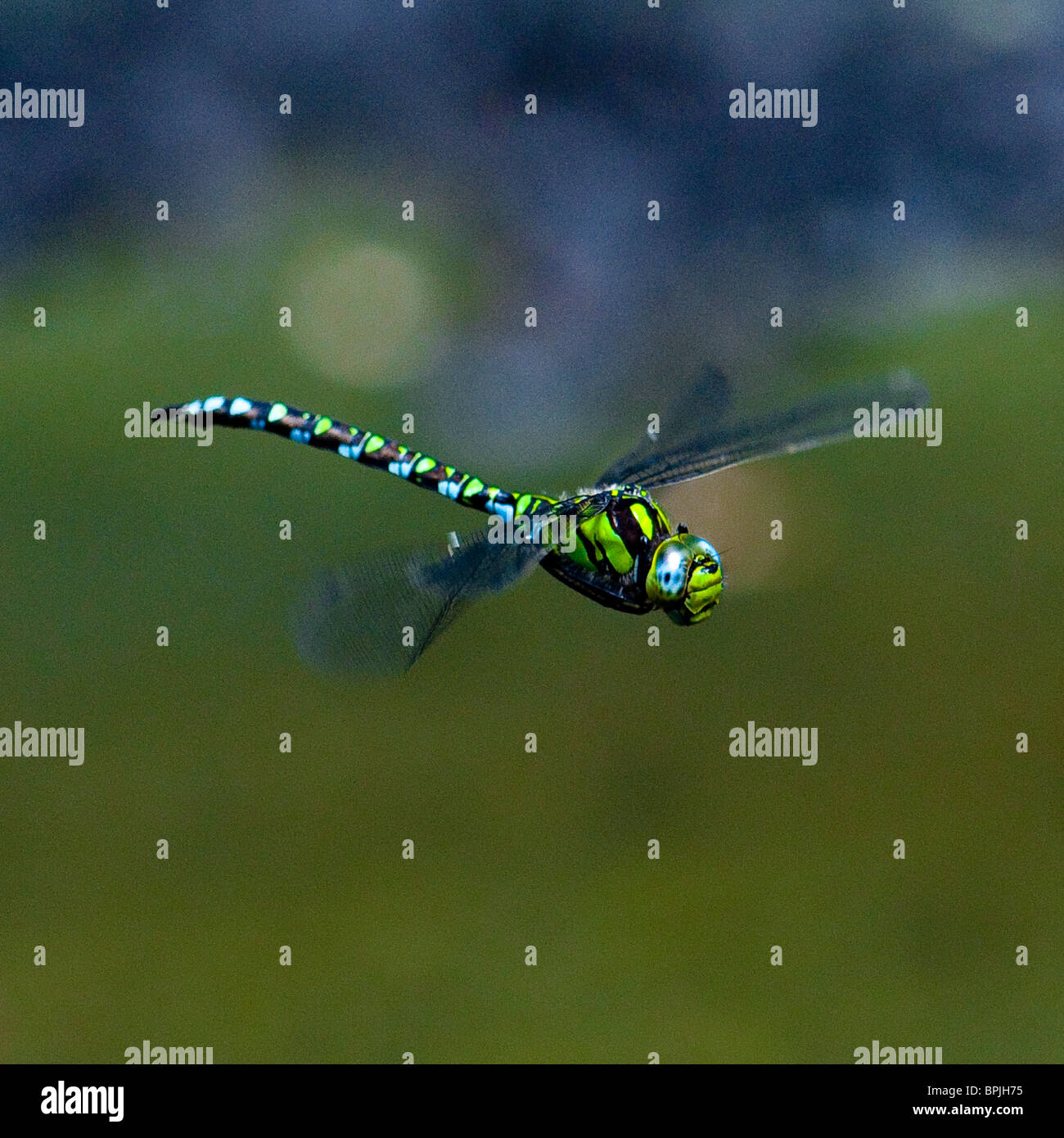 A male Southern Hawker dragonfly in flight over a pond in Oxfordshire Stock Photo