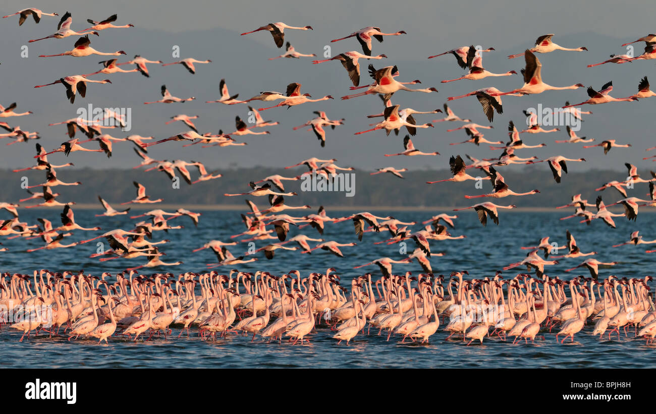 Big flock pink flamingos flies over the water, Lake Nakuru, Kenya Stock Photo