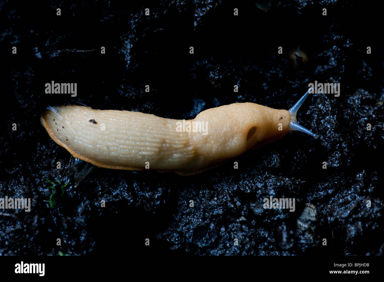 A white slug showing the breathing hole, called the pneumostome, and the optical and sensory tentacles Stock Photo