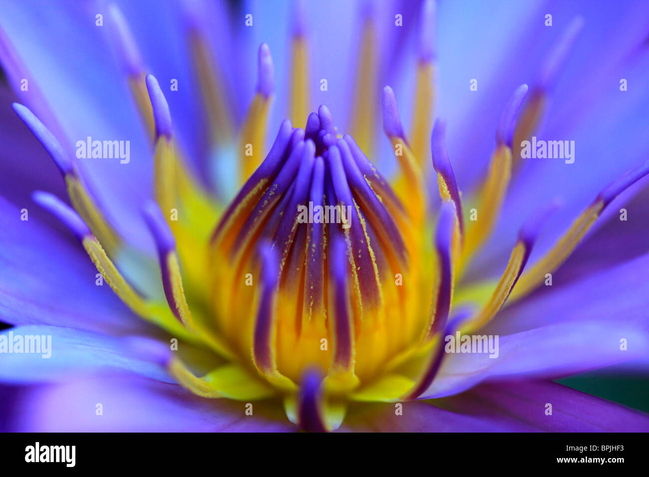 Water Lily, Hawaii Stock Photo Alamy