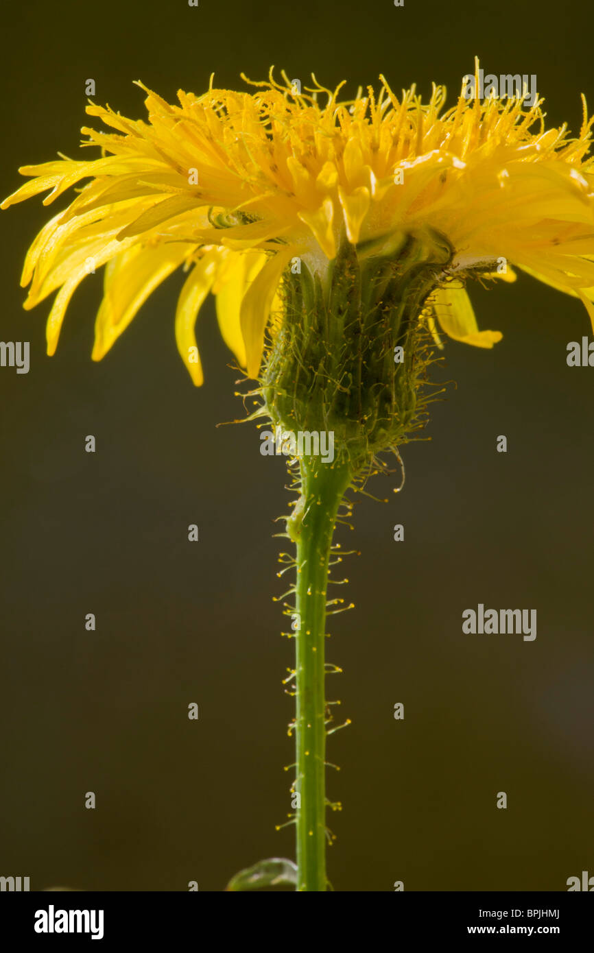 Glandular hairs hires stock photography and images Alamy