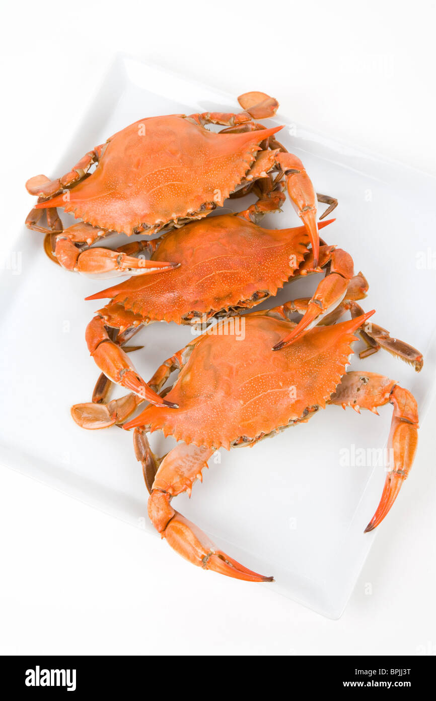 Blue Crab with white background Stock Photo