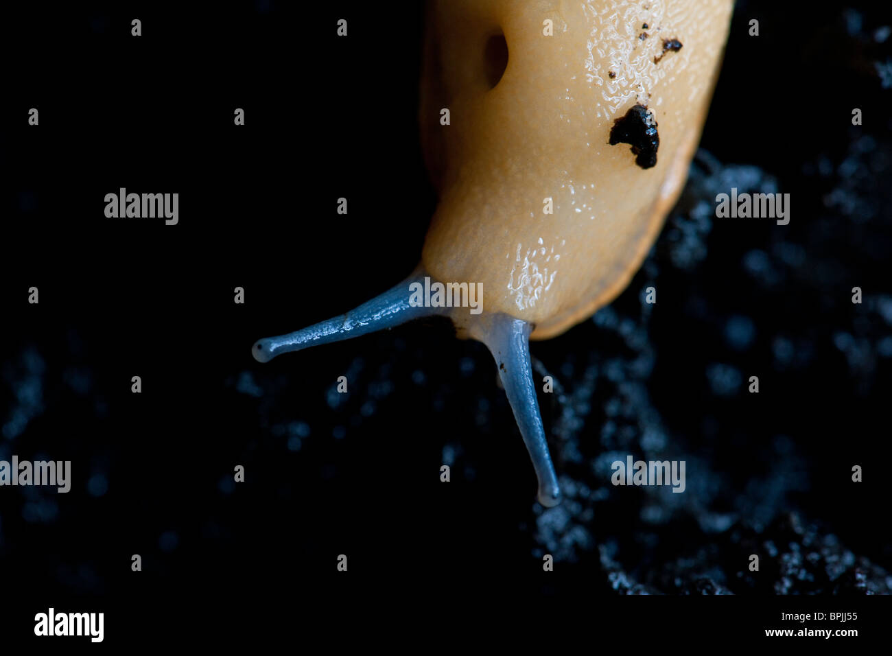 A white slug showing the breathing hole, called the pneumostome, and the optical and sensory tentacles Stock Photo