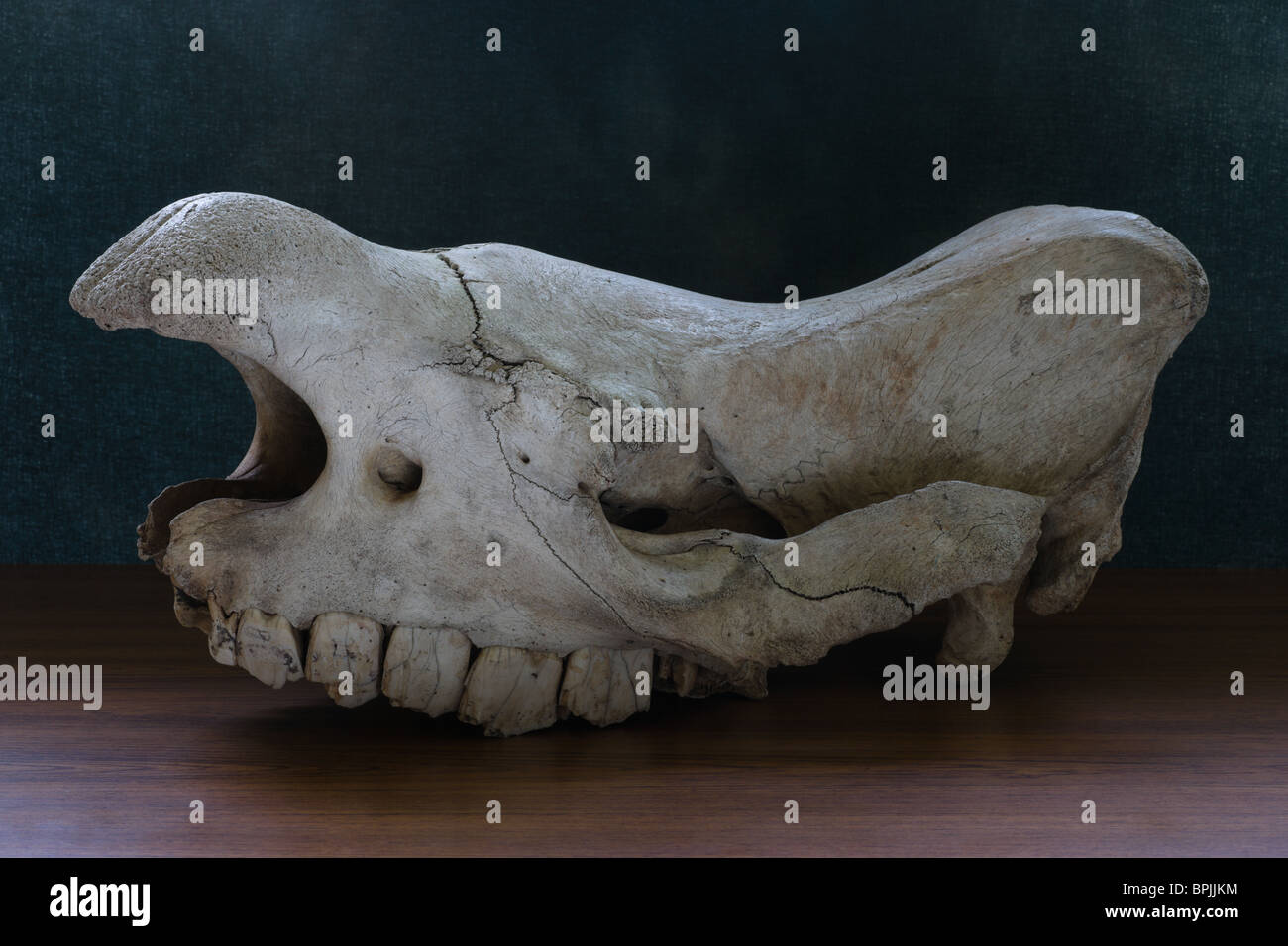 Old school science lab specimen big game skull - upper half of Indian Rhinoceros skull Stock Photo