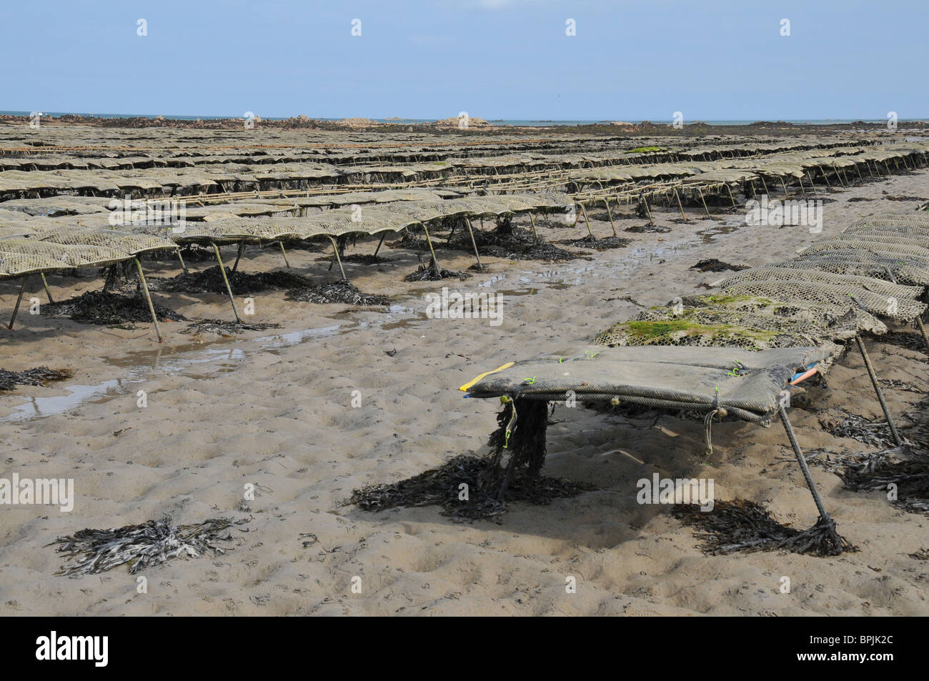 Oyster beds, Royal Bay of Grouville, Jersey Stock Photo