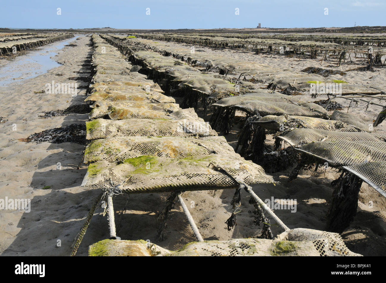 Oyster beds, Royal Bay of Grouville, Jersey Stock Photo Alamy