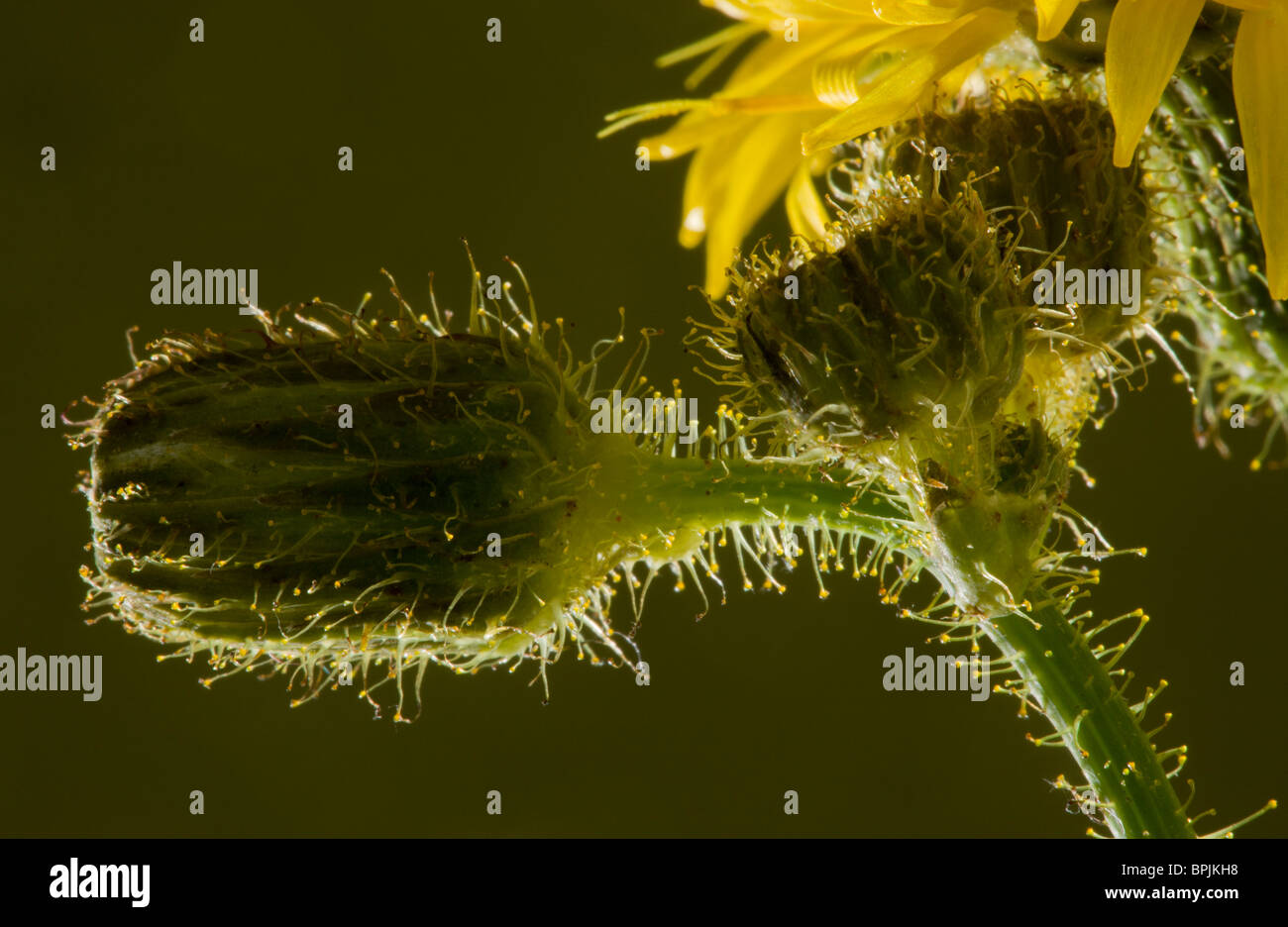 Glandular hairs hires stock photography and images Alamy