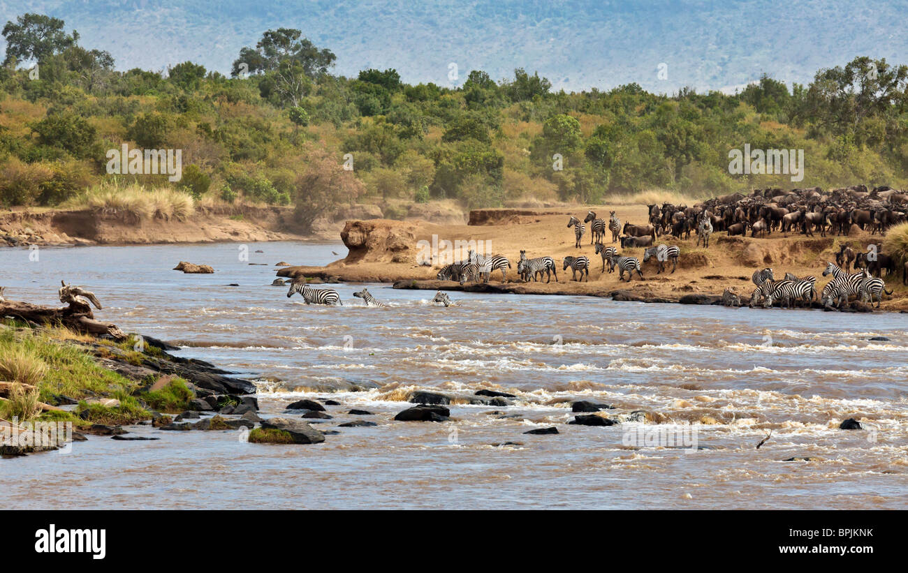 Masai wildlife hi-res stock photography and images - Alamy