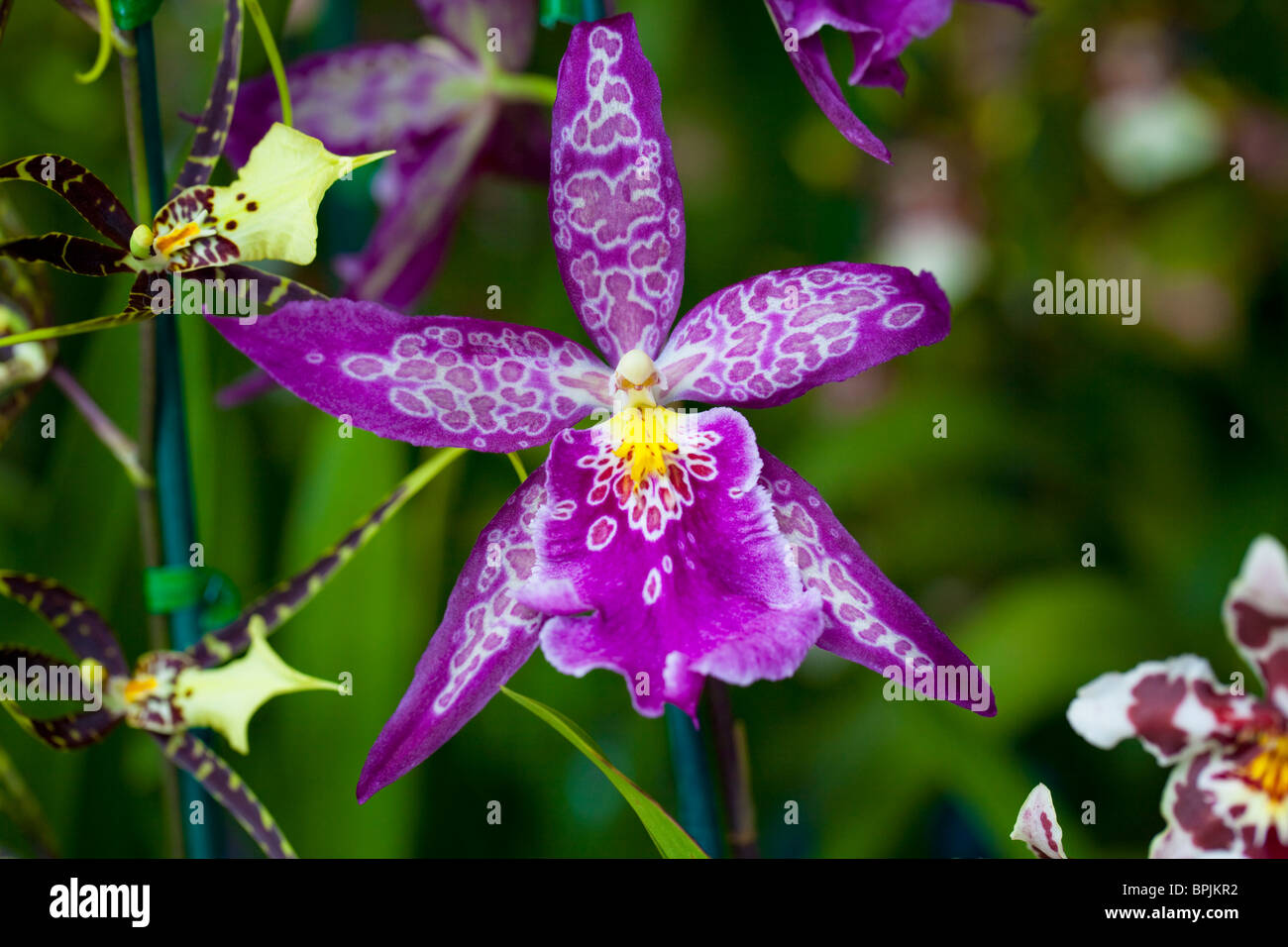 Orchid, Hilo Orchid Show, Island of Hawaii Stock Photo