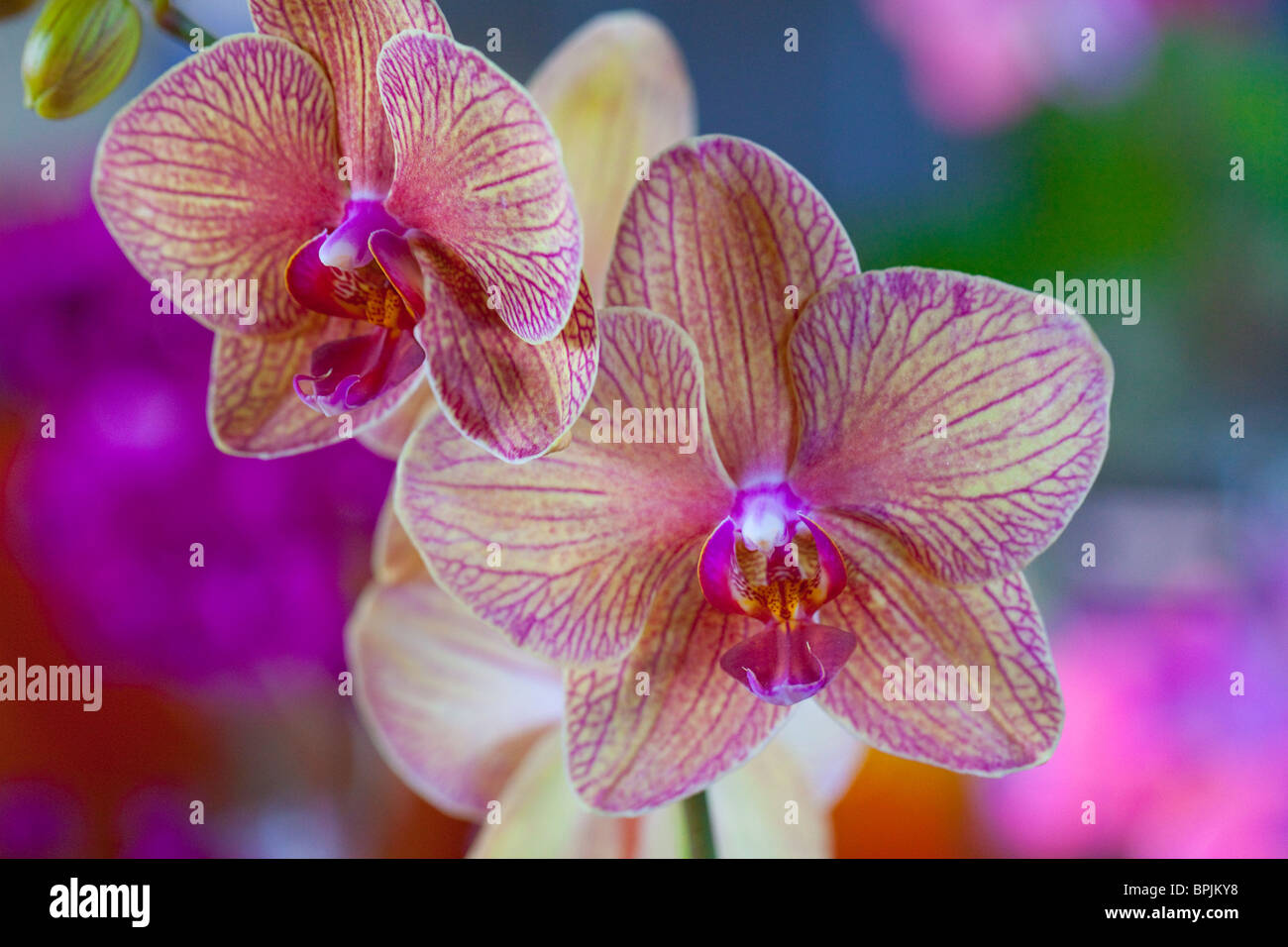 Orchid, Hilo Orchid Show, Island of Hawaii Stock Photo