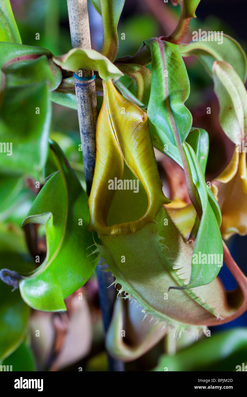 Nepenthes, plant, flower, Hilo, Hawaii Stock Photo