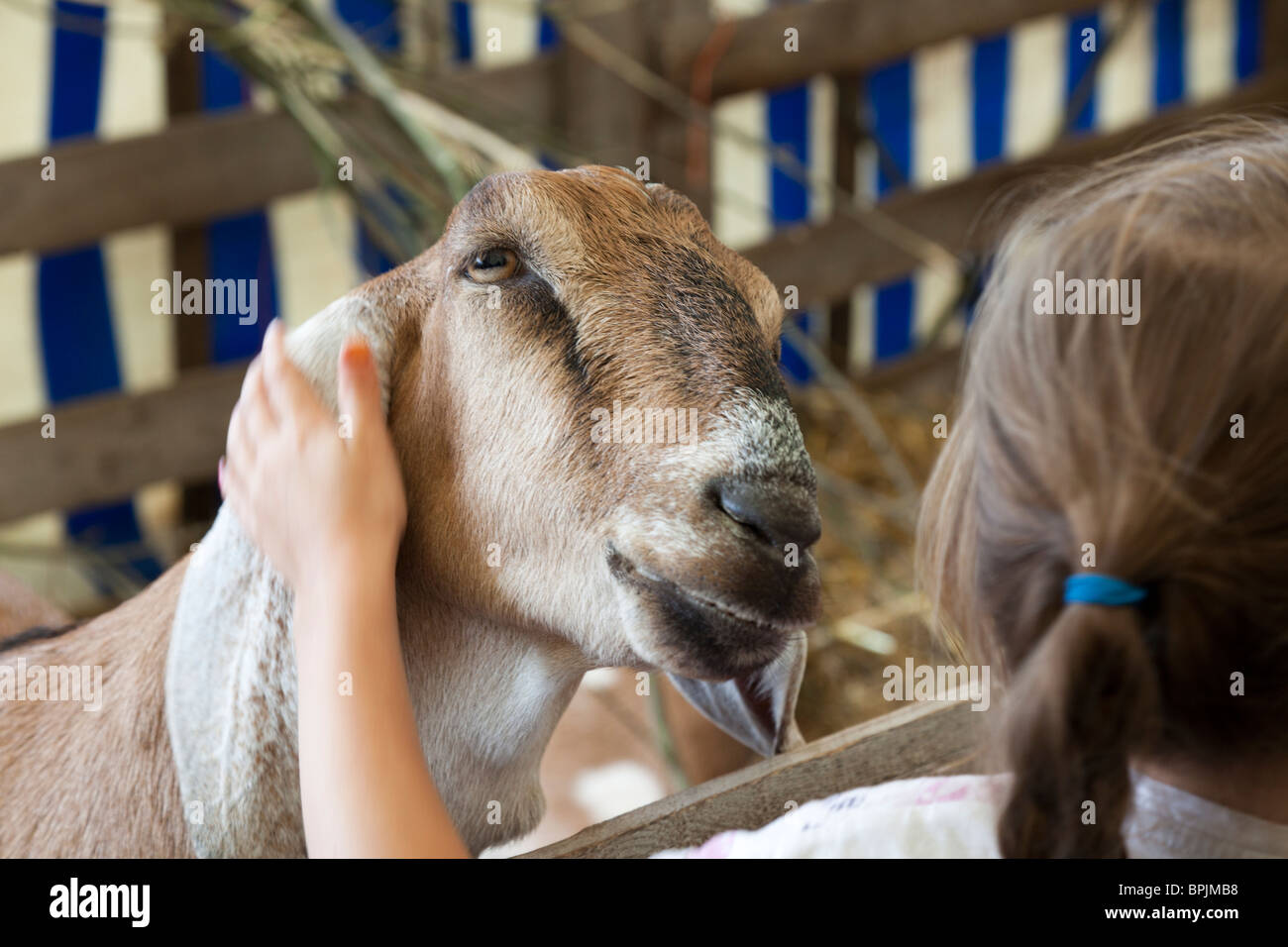 a goat being stroked by girl Stock Photo Alamy