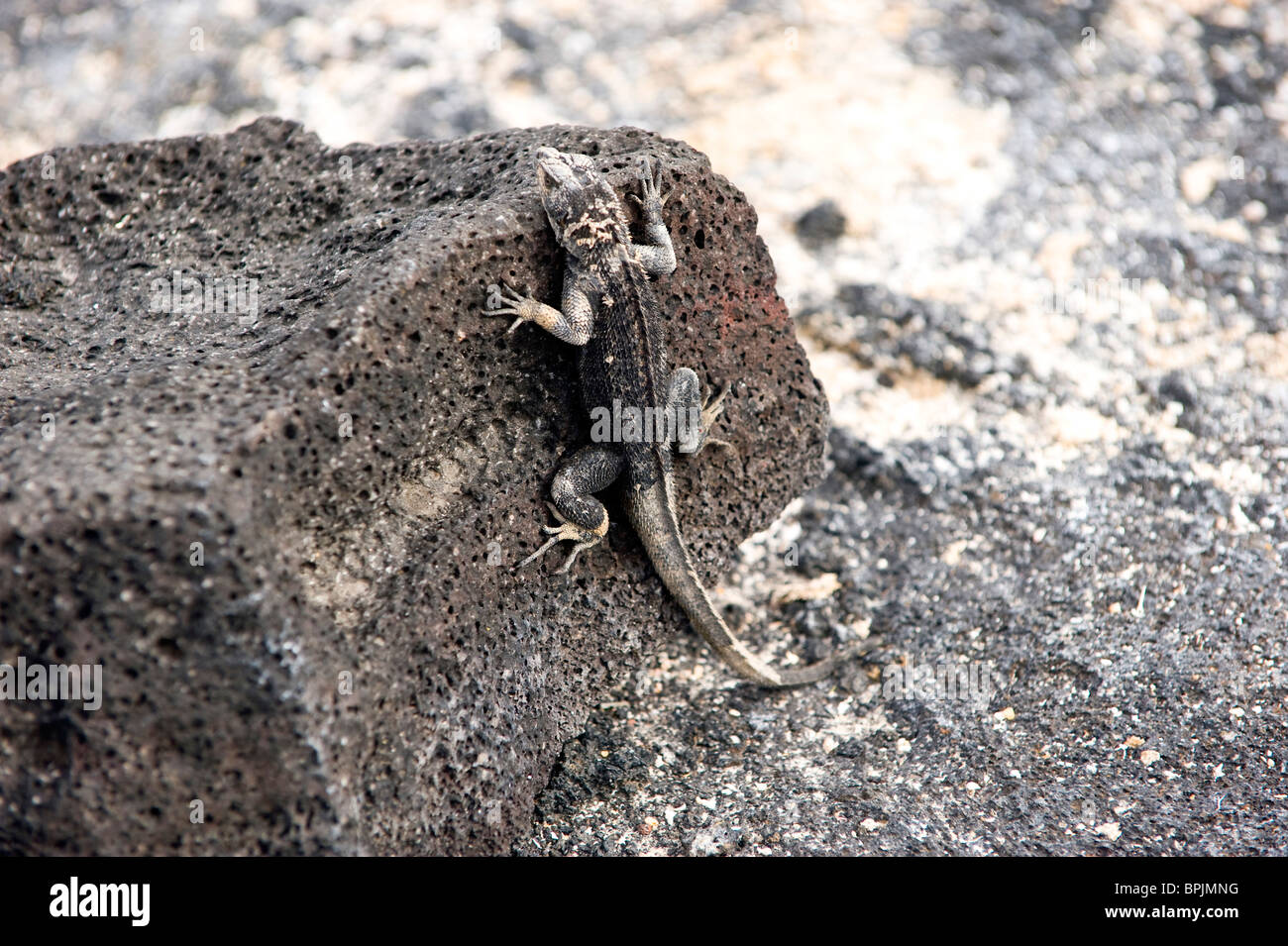 South America, Ecuador, Galapagos Islands,Leaf-toed Gecko on Isabella Island Stock Photo