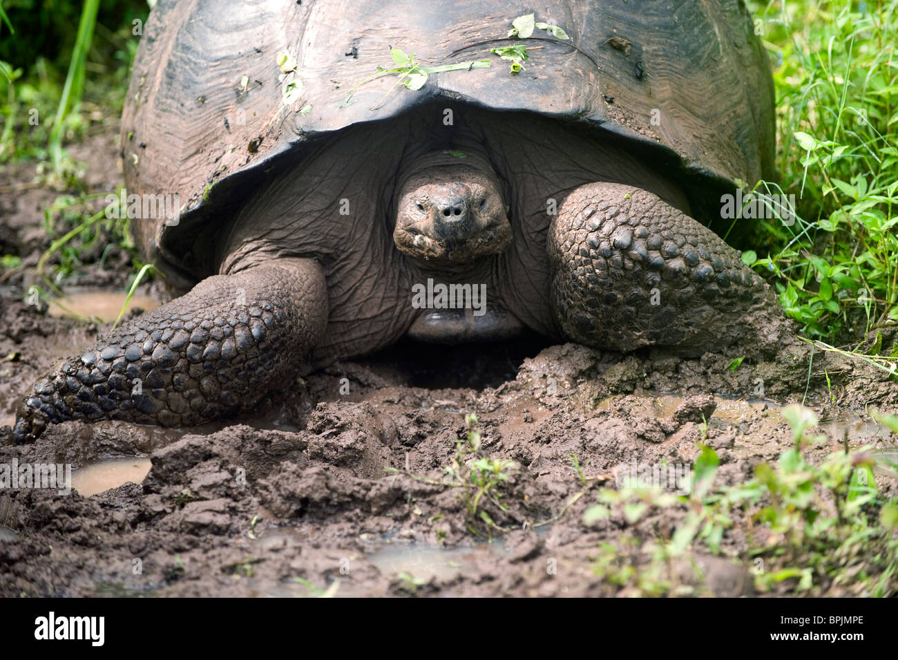 South America, Ecuador, Galapagos Islands, Wild Giant. Tortoise on Santa Cruz Island Stock Photo
